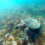 Tartaruga marinha registrada por Beto Noval em Fernando de Noronha