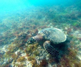 Tartaruga marinha registrada por Beto Noval em Fernando de Noronha