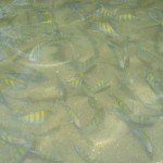 Peixes na piscina natural