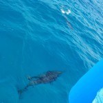 Golfinhos ao lado do barco