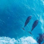 Golfinhos ao lado do barco