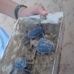 Elas serão soltas ruma ao mar