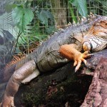 Iguana