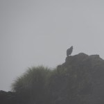 Uma pena que o tempo não ajudou a fotografar o Condor
