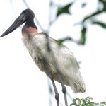Tuiuiú, uma das maiores aves do Brasil