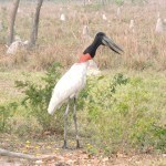 Tuiuiú, ave símbolo do Pantanal