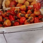 Esse fruta (cajú) é muito bonita