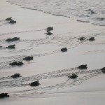 A corrida das tartaruguinhas para a vida