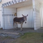 Nem ele aguenta tanto calor