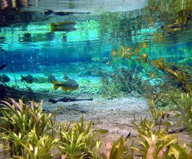 Flutuação no Rio Sucuri em Bonito - Mato Grosso do Sul