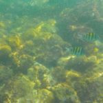 Ilha das Couves - Ubatuba