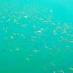 Ilha das Couves - Ubatuba