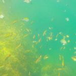 Ilha das Couves - Ubatuba