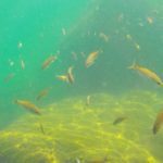 Ilha das Couves - Ubatuba