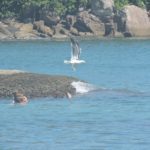 Ilha das Couves - Ubatuba