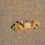 Praia Itamambuca - Ubatuba
