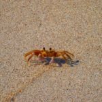 Praia Itamambuca - Ubatuba