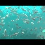 ILHA DAS COUVES ILHA DAS COUVES