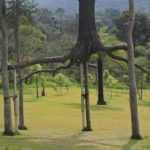 Elevazione - árvore suspensa