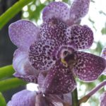 Vandário - Inhotim - Brumadinho - Minas Gerais