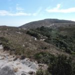 Lombanda - Parque Estadual do Ibitipoca - Ibitipoca - Minas Gerais - Brasil