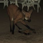 LOBO GUARÁ - Santuário do Caraça - Catas Altas e Santa Bárbara - MINAS GERAIS - BRASIL