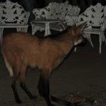 LOBO GUARÁ - Santuário do Caraça - Catas Altas e Santa Bárbara - MINAS GERAIS - BRASIL