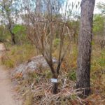 Canela-de-ema Parque Nacional da Chapada dos Veadeiros - Alto Paraíso de Goiás - BRASIL