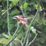 Yaya Camping - Santa Cruz Cabralia - Sul da Bahia - Brasil
