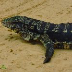 Camping Juréia - Barra do Una - Peruibe