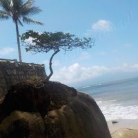 Um "bonsai" sobre a pedra na praia do Garcez